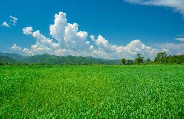 Wheat fields in hot summer under a blue sky