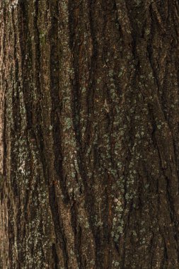 Yaşlı ağaç kabuğu.