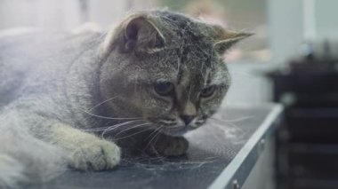 Kuaförde hayvan bakımı, kedi taraması. Doktor kız tarakla bir kedinin tüylerini tırmalıyor. Furminatör İskoç işaretli kediyi buduyor