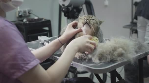 Дорослішання, розчісування кота в салоні для тварин. Доктор дівчина подряпає хутро кота гребенем, стрижкою волосся. Салон краси для чистокровного кота — стокове відео