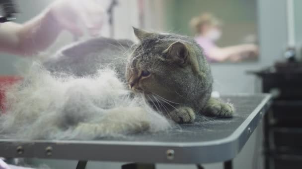 การกรูมมิ่งการหวีแมวในร้านเสริมสวยสําหรับสัตว์ หมอสาวข่วนขนของแมวด้วยหวีตัดผม ร้านเสริมสวยสําหรับแมวพันธุ์แท้ — วีดีโอสต็อก