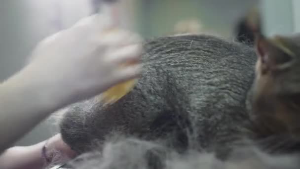 Aseo, peinando un gato en el salón para los animales. La doctora rasca la piel de un gato con un peine. Furminator recortar escocés ticked gato — Vídeos de Stock