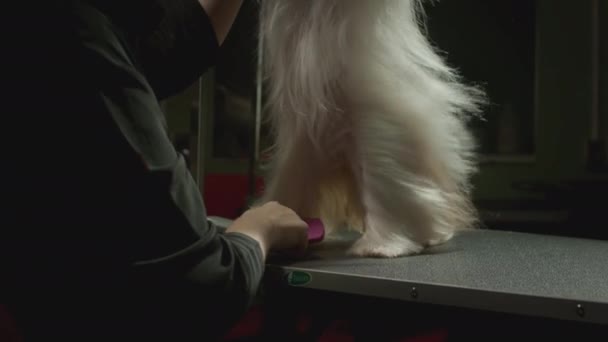 Груминг, салон красоты для животных. Мастер Грумист прочёсывает собаку Ши-Цзы. Профессиональная расческа для домашних животных. Расчесывает шерсть и шерсть. Сухой мех — стоковое видео