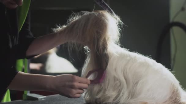 Grooming, beauty salon for animals. The Master Groomist is combing the Shih Tzu Dog. Professional comb for pets. Combs fur and wool. Dries fur — Stock Video