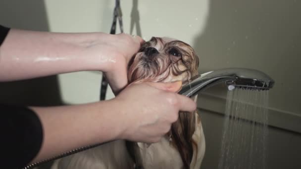 Przygotowywanie salonu piękności dla zwierząt. Kobiece ręce myją psa w kąpieli z bąbelkami. Masuje psy futerkiem i włosami mydłem. Zwolniony ruch — Wideo stockowe