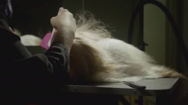 Tımar, hayvanlar için güzellik salonu. Usta Groomist, Shih Tzu Köpeğini tarıyor. Evcil hayvanlar için profesyonel tarak. Kürk ve yün tarlaları. Kuru kürk