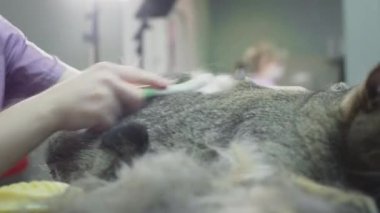 Kuaförde hayvan bakımı, kedi taraması. Doktor kız bir kedinin kürkünü tarakla, saç kesimiyle tırmalıyor. Safkan bir kedi için güzellik salonu