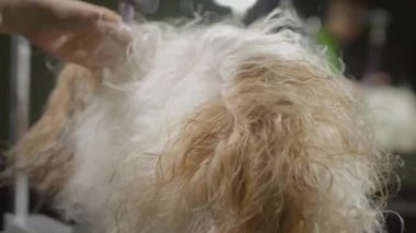 Köpek ceketi bir saç kurutma makinesiyle kurutuldu. Hayvan güzellik salonu, tımar. Shih Tzu veterinerde banyo yaptıktan sonra. Evcil köpek masayı hazırlıyor.