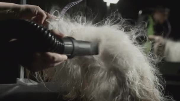 Le manteau de chien est séché avec un sèche-cheveux. Salon de beauté animale, toilettage. Shih Tzu après un bain chez le vétérinaire. toilettage chien animal sur la table — Video