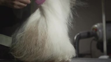 Tımar, hayvanlar için güzellik salonu. Usta Groomist, Shih Tzu Köpeğini tarıyor. Evcil hayvanlar için profesyonel tarak. Kürk ve yün tarlaları. Kuru kürk