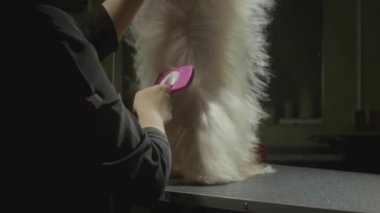 Tımar, hayvanlar için güzellik salonu. Usta Groomist, Shih Tzu Köpeğini tarıyor. Evcil hayvanlar için profesyonel tarak. Kürk ve yün tarlaları. Kuru kürk