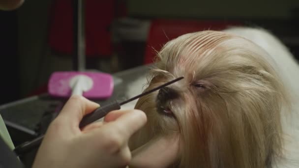 Shih Tzu σκυλί σε ένα σαλόνι ομορφιάς. Ο αρχιφροντιστής κόβει το πρόσωπο των σκύλων, κόβει τα μαλλιά. Σαλόνι ομορφιάς ζώων, περιποίηση — Αρχείο Βίντεο