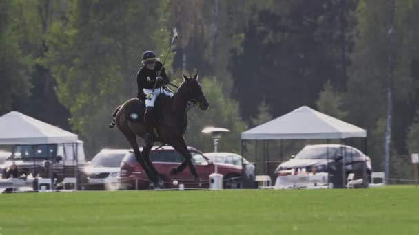 UFA RUSSIA - 05.09.2021: Leader polo player on horse. Strikes a white ball with a wooden stick. A championship match or training in a polo club. — Stock Video