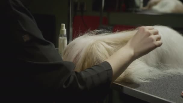 美容室でShih Tzu犬。マスターグルーマーは犬を切り取り、髪を切り取り、毛皮を結びます。動物美容室、グルーミング. — ストック動画