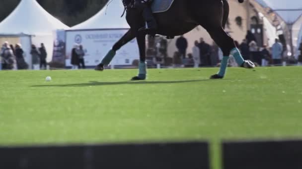 UFA RUSSIA - 05.09.2021: Polo game, slow motion. Horse rider strikes white ball long-handled wooden mallet. Team match on a green grass field — Stock Video