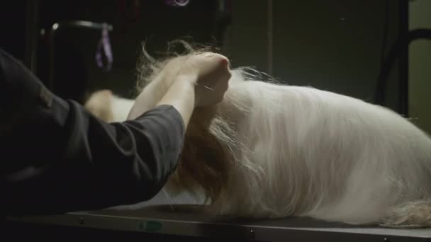 Shih Tzu犬の体とコートを振る。犬の美容室で水をオフに振る。動物の美容室、グルーミング。獣医師室で風呂に入った後 — ストック動画