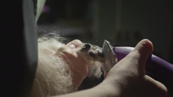 Shih Tzuネイルカット。マスターグルーマーは犬の爪を切ります。動物のための美容室,グルーミング獣医事務所で風呂の後. — ストック動画
