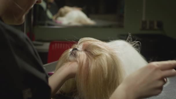 Shih Tzu kutya egy szépségszalonban. A főápoló levágja a kutyák arcát, levágja a haját. Állati szépségszalon, ápolás — Stock videók