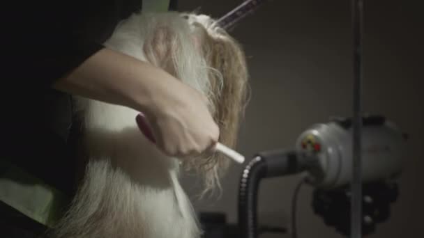 整容，动物美容院大师格罗默斯正在梳理石子犬。宠物的专业梳子。梳毛皮和羊毛.白羊皮 — 图库视频影像