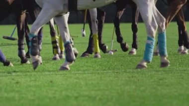 Polo maçı, iki takım ağır çekimde at sırtında. At biniciliği. Çimlerde polo, stadyumda binicilik sporları