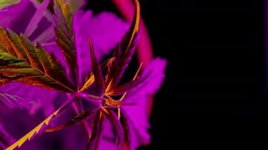 Timelapse growing hemp. Cannabis in the garden in neon light. Cultivation of drugs for medical purposes. A bush in a flower pot. CBD production