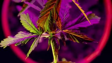 Timelapse growing hemp. Cannabis in the garden in neon light. Cultivation of drugs for medical purposes. A bush in a flower pot. CBD production