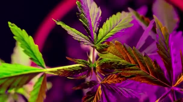 Timelapse growing hemp. Cannabis in the garden in neon light. Cultivation of drugs for medical purposes. A bush in a flower pot. CBD production — Video