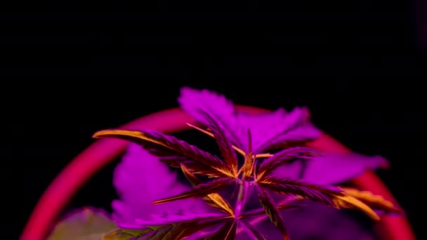 Timelapse cultivant du chanvre. Cannabis dans le jardin à la lumière du néon. Culture de médicaments à des fins médicales. Un buisson dans un pot de fleurs. Production de CBD — Video