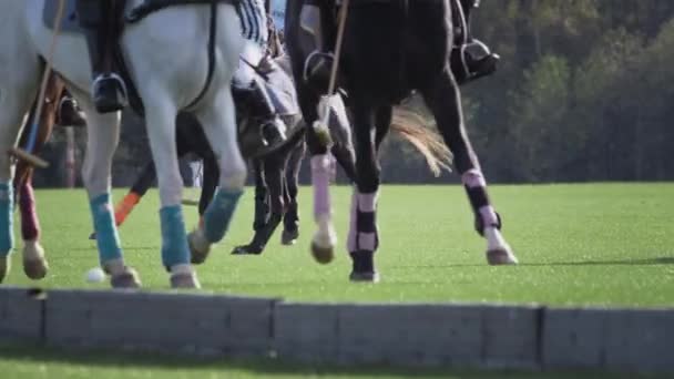 Polo game, due squadre a cavallo al rallentatore. Passeggiata a cavallo. Polo nell'erba arena, sport equestri nello stadio — Video Stock