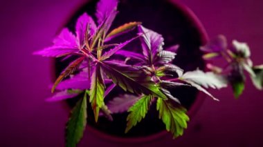 Timelapse: A cannabis bush wiggles leaves in an agricultural greenhouse. Cultivation of drugs at home. Medical uses of marijuana