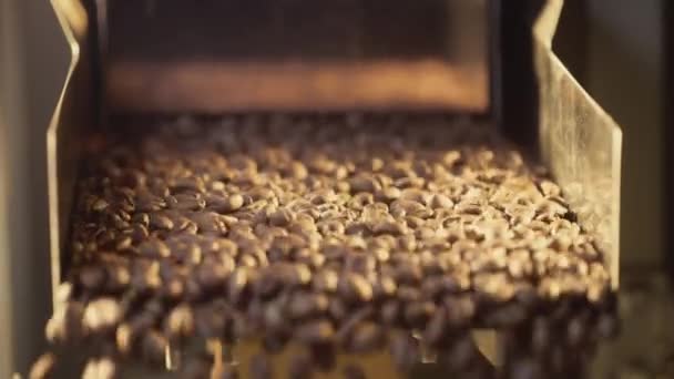 Arabica kávová zrna jsou podporovány na průmyslovém dopravníku, třepačka. Detailní záběr produkce a pečení. Aromatický kávový průmysl. — Stock video