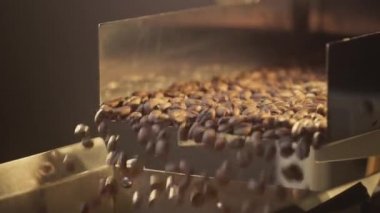 Arabica kahve çekirdekleri endüstriyel bir taşıyıcı ile tanıtılıyor. Prodüksiyon ve kızartma yakın çekim. Aromatik kahve endüstrisi.