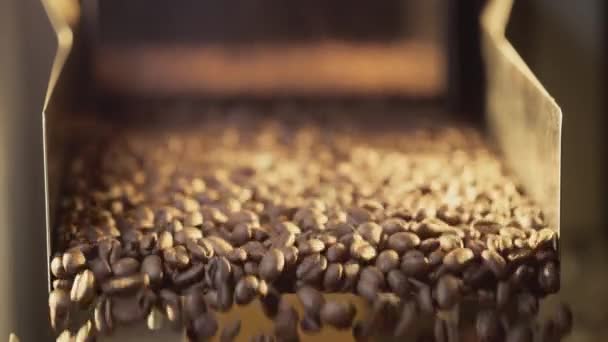 Arabica kahve çekirdekleri endüstriyel bir taşıyıcı ile tanıtılıyor. Prodüksiyon ve kızartma yakın çekim. Aromatik kahve endüstrisi. — Stok video