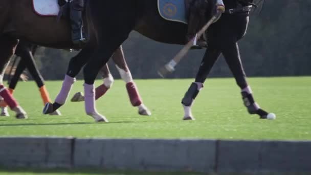폴로 경기, 말을 탄 두 팀은 천천히 움직입니다. 승마 말이야. 풀밭에 있는 폴로, 스타디움에 있는 계단식 스포츠 — 비디오