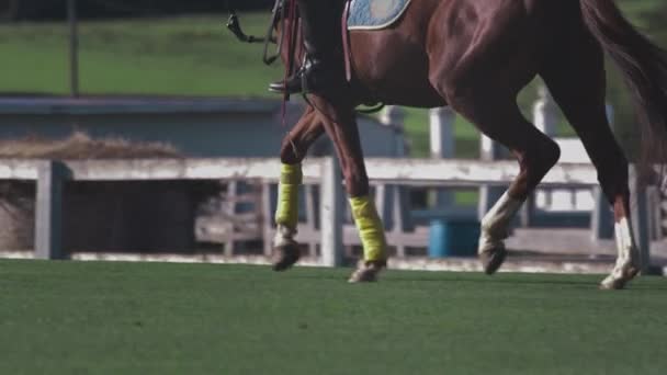 Kız ağır çekimde ata biniyor. At biniciliği. Yeşil çimlerde polo, stadyumda binicilik sporları — Stok video