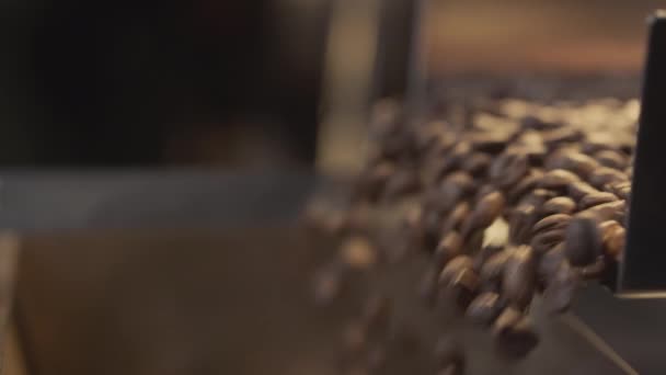Los granos de café Arabica están siendo promovidos en un transportador industrial, agitador. Primer plano de producción y tostado. Industria del café aromático. — Vídeos de Stock