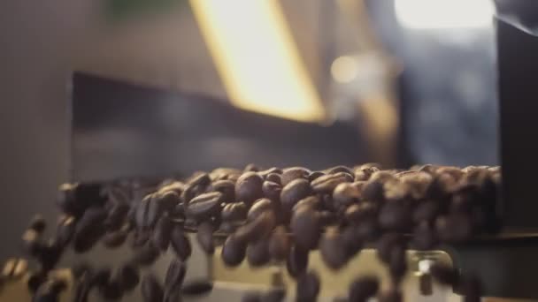 Los granos de café Arabica están siendo promovidos en un transportador industrial, agitador. Primer plano de producción y tostado. Industria del café aromático. — Vídeos de Stock