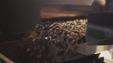 Arabica kahve çekirdekleri endüstriyel bir taşıyıcı ile tanıtılıyor. Prodüksiyon ve kızartma yakın çekim. Aromatik kahve endüstrisi.