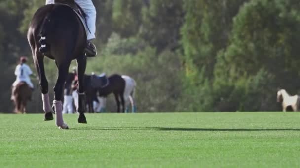 Juego de polo, cámara lenta. El caballo galopa a través de la arena con hierba verde, césped. Romper entre chakkers. Patas de caballo y pezuñas. Un juego para los ricos. — Vídeo de stock