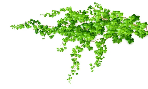 Realista verde arbusto liana hera isolado no fundo branco. Ilustração vetorial — Vetor de Stock