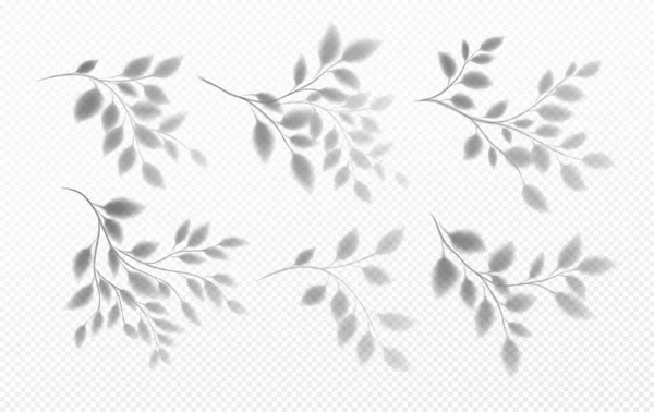 Set of Realistic transparent shadow of a tree branch with leaves isolated on a transparent background. Vector illustration — Stock Vector