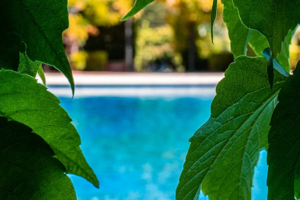 Dettaglio Alcune Foglie Verdi Che Incorniciano Uno Sfondo Sfocato Una — Foto Stock