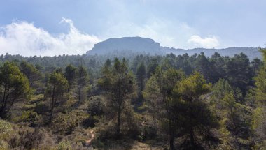 Güneşli bir günde arka planda dağ olan kozalaklı ve çam ağaçları.