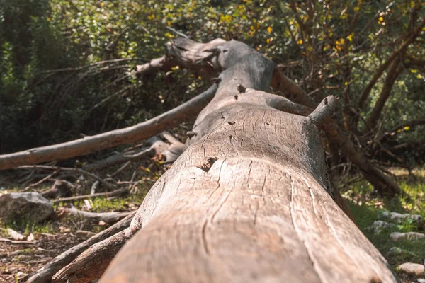 木の詳細と地面に横たわっている木の幹のマクロクローズアップ — ストック写真