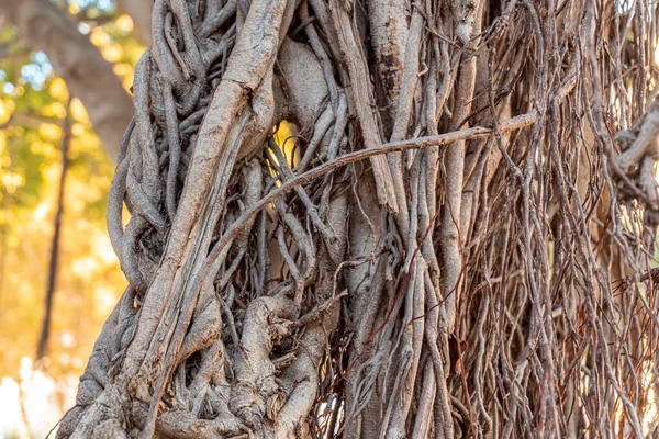 魚の幹と枝に焦点を当てます Ficus Benjamina その特徴的なぶら下がり根 — ストック写真
