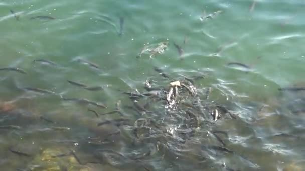 Zeitlupenvideo Einer Gruppe Von Fischen Die Wirbeln Und Ein Stück — Stockvideo