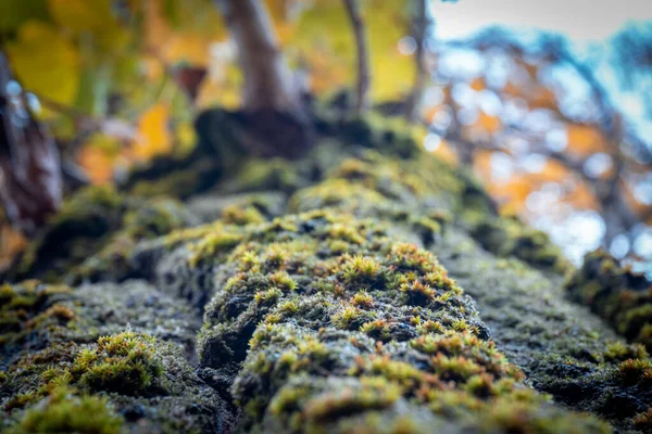 Close Selective Focus Green Lichen Wet Tree Trunk — Stock Photo, Image