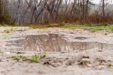 Bir sonbahar ormanında, bir patikanın çamurlu zeminindeki su birikintisine yakın çekim.. 