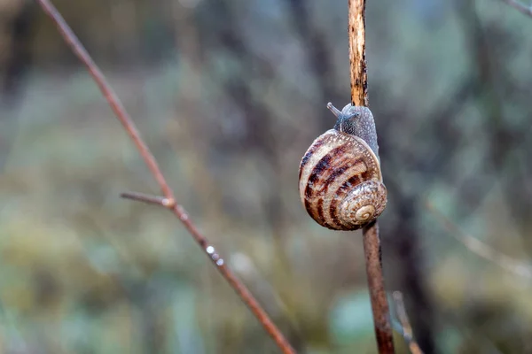 Närbild Snigel Liten Gren — Stockfoto