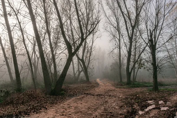 Orman yolu sisli ve sonbahar ormanı boyunca sabah.
